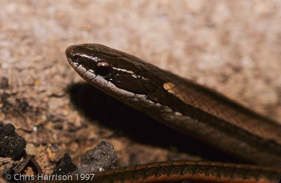 Cope's Black-striped Snake (Coniophanes imperialis copei)