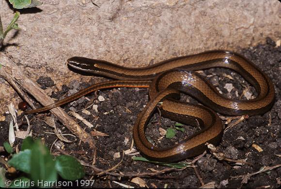 Cope's Black-striped Snake (Coniophanes imperialis copei)