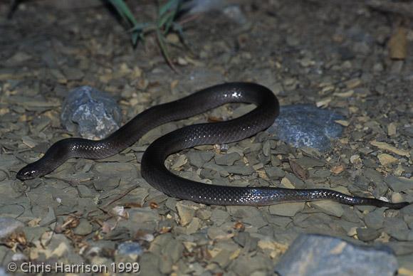 Brown Hook-nosed Snake (Ficimia olivaceus)