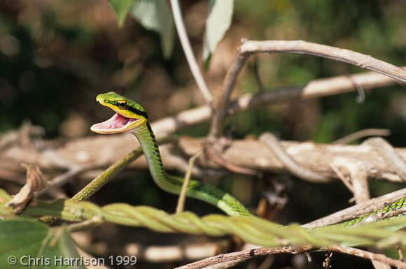 Tamaulipan Parrot Snake (Leptophis mexicanus septentrionalis)