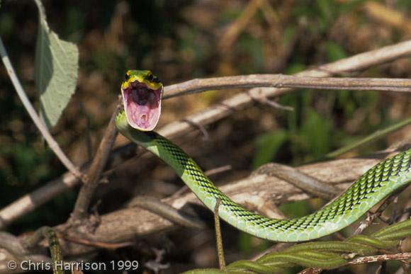 Tamaulipan Parrot Snake (Leptophis mexicanus septentrionalis)