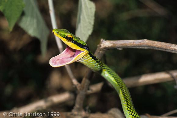 Tamaulipan Parrot Snake (Leptophis mexicanus septentrionalis)