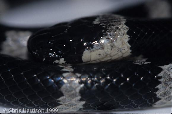 Banded Snail Sucker (Tropidodipsas fasciata fasciatus)