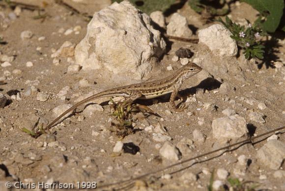 Northern Keeled Earless Lizard (Holbrookia propinqua propinqua)