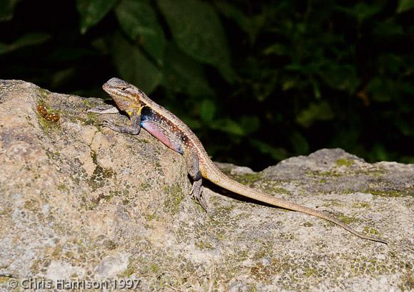 Southern Rose-bellied Lizard (Sceloporus variabilis variabilis)