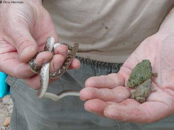 Eastern Green Toad (Anaxyrus debilis debilis)