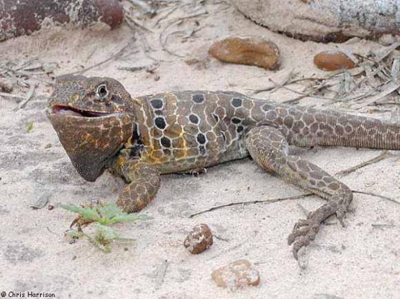 Reticulate Collared Lizard (Crotaphytus reticulatus)