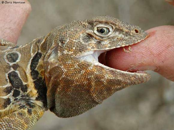 Reticulate Collared Lizard (Crotaphytus reticulatus)