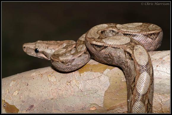 Mexican Boa Constrictor (Boa constrictor imperator)