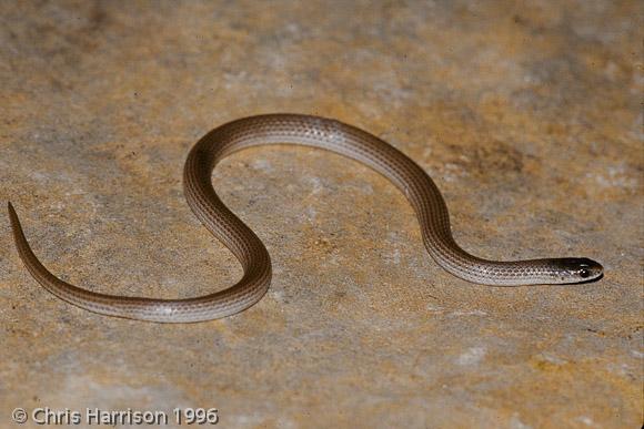 Southern Texas Groundsnake (Sonora semiannulata taylori)