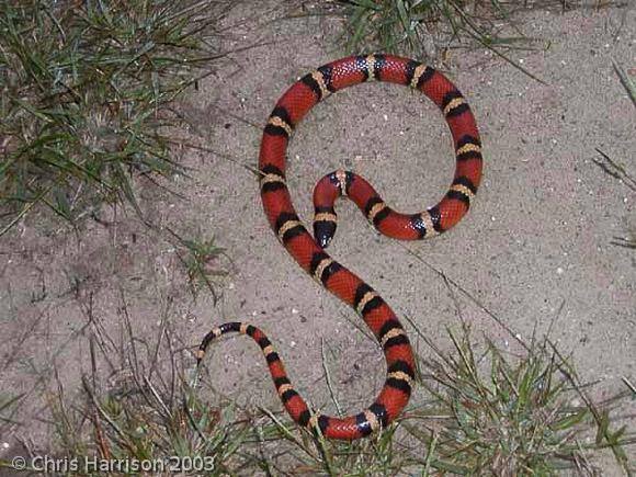 Mexican Milksnake (Lampropeltis triangulum annulata)