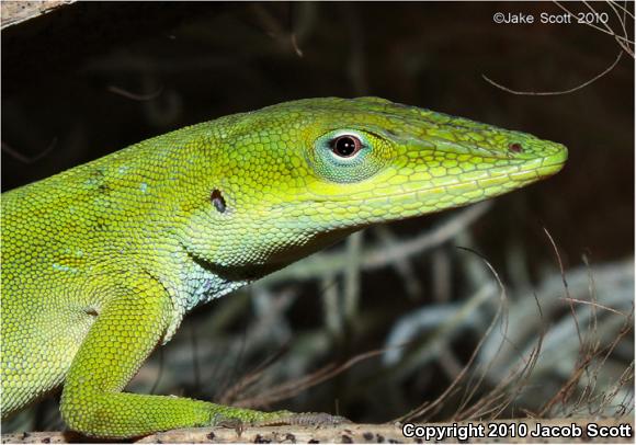 Cuban Green Anole (Anolis porcatus)