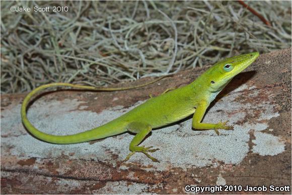 Cuban Green Anole (Anolis porcatus)