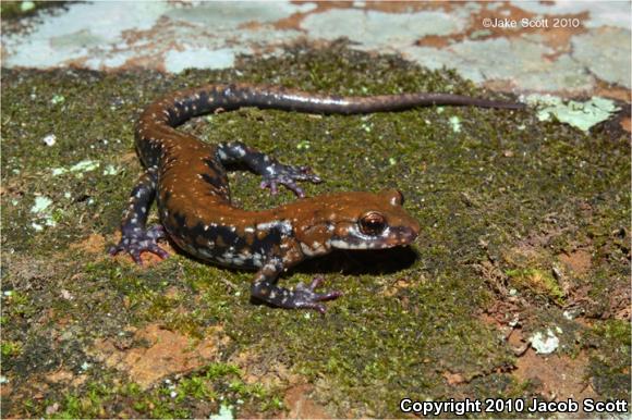 Pigeon Mountain Salamander (Plethodon petraeus)