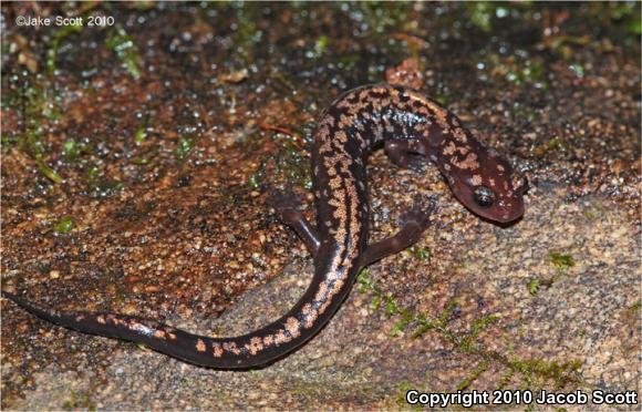 Weller's Salamander (Plethodon welleri)