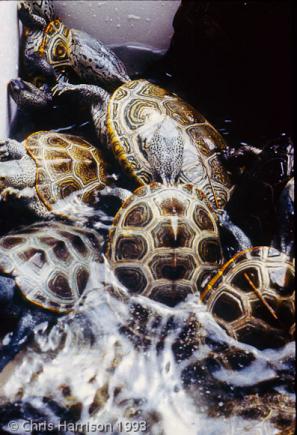 Carolina Diamond-backed Terrapin (Malaclemys terrapin centrata)