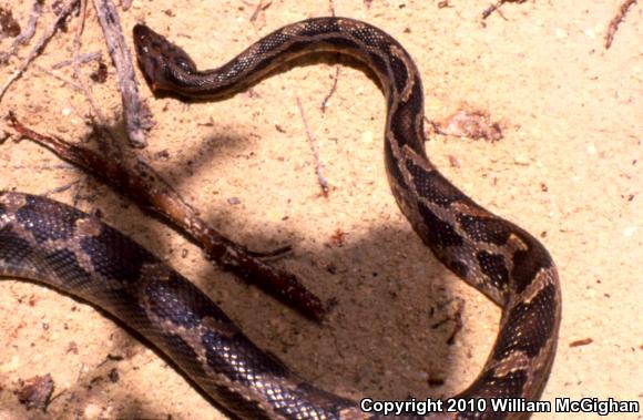 Yucatán Ratsnake (Pseudelaphe phaescens)