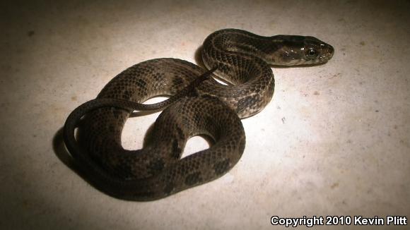 Atlantic Saltmarsh Snake (Nerodia clarkii taeniata)