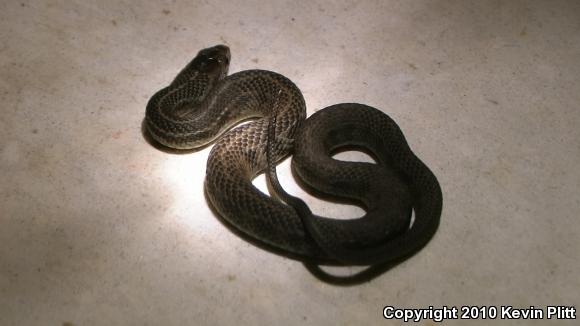Atlantic Saltmarsh Snake (Nerodia clarkii taeniata)