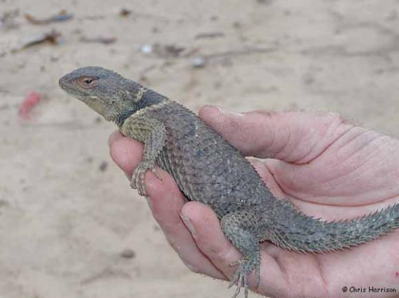 Blue-chinned Rough-scaled Lizard (Sceloporus cyanogenys)