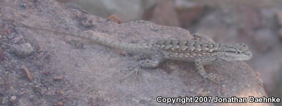 Plateau Fence Lizard (Sceloporus tristichus)