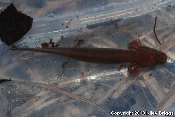 Gulf Coast Waterdog (Necturus beyeri)