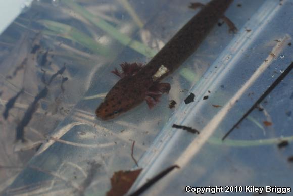 Gulf Coast Waterdog (Necturus beyeri)