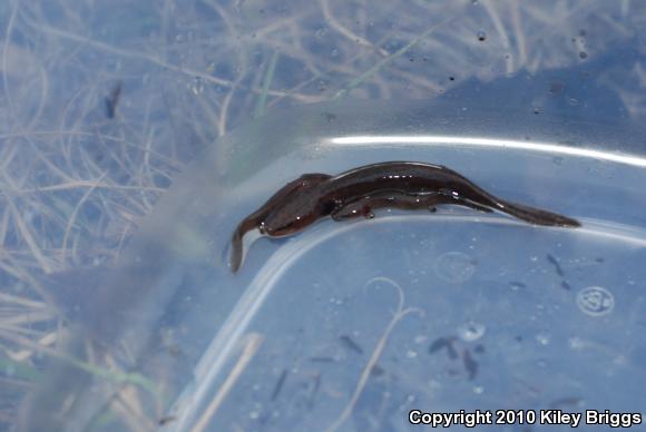 Gulf Coast Waterdog (Necturus beyeri)