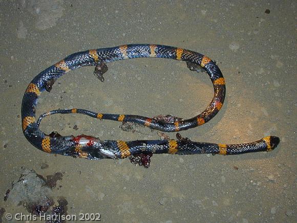 Sartori's Snail Sucker (Tropidodipsas sartorii sartorii)