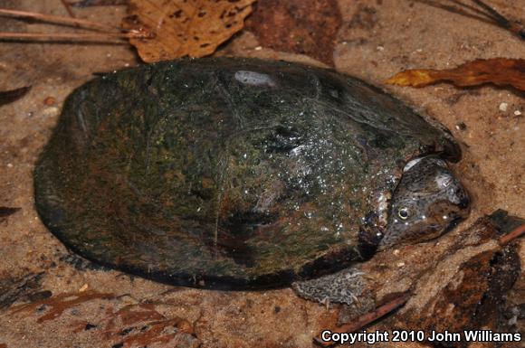 Razor-backed Musk Turtle (Sternotherus carinatus)