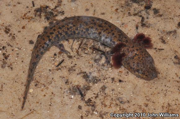 Gulf Coast Waterdog (Necturus beyeri)