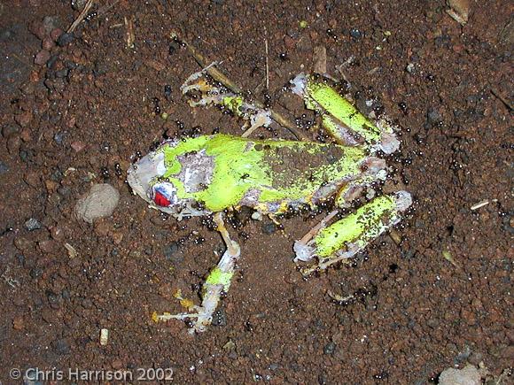 Red-eyed Treefrog (Agalychnis callidryas)