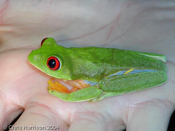 Red-eyed Treefrog (Agalychnis callidryas)