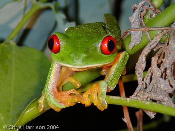 Red-eyed Treefrog (Agalychnis callidryas)