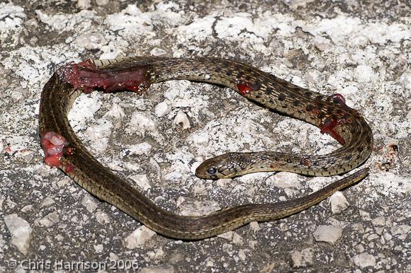 Yucatecan Checkered Gartersnake (Thamnophis marcianus praeocularis)