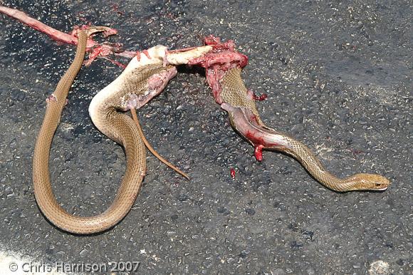 Neotropical Whipsnake (Coluber mentovarius mentovarius)