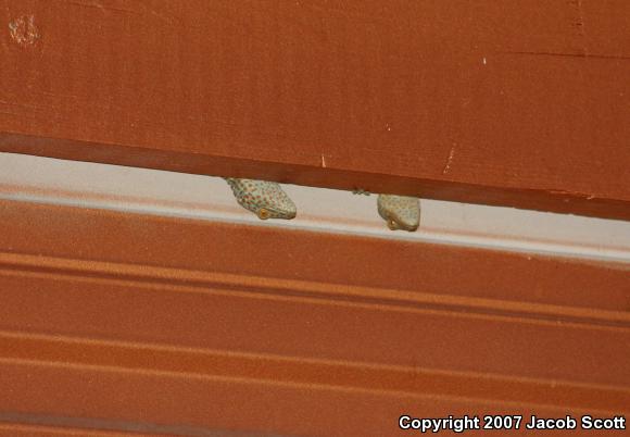 Tokay Gecko (Gekko gecko)