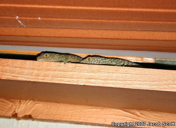 Tokay Gecko (Gekko gecko)