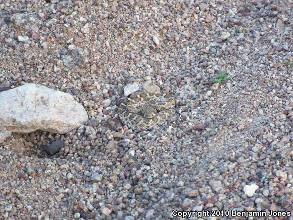 Western Diamond-backed Rattlesnake (Crotalus atrox)