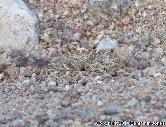 Western Diamond-backed Rattlesnake (Crotalus atrox)