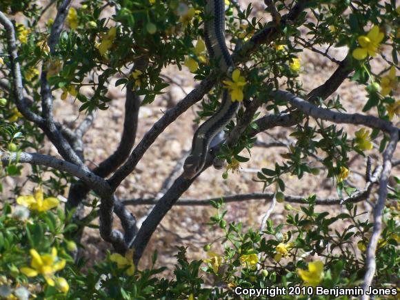 Desert Patch-nosed Snake (Salvadora hexalepis hexalepis)