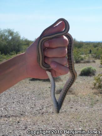 Desert Patch-nosed Snake (Salvadora hexalepis hexalepis)