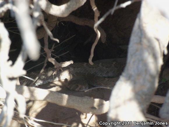 Western Diamond-backed Rattlesnake (Crotalus atrox)