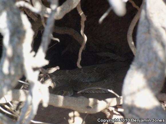 Western Diamond-backed Rattlesnake (Crotalus atrox)