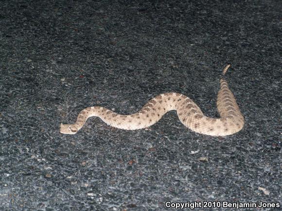 Sonoran Sidewinder (Crotalus cerastes cercobombus)