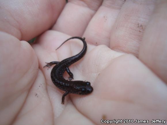 Spotted Dusky Salamander (Desmognathus conanti)