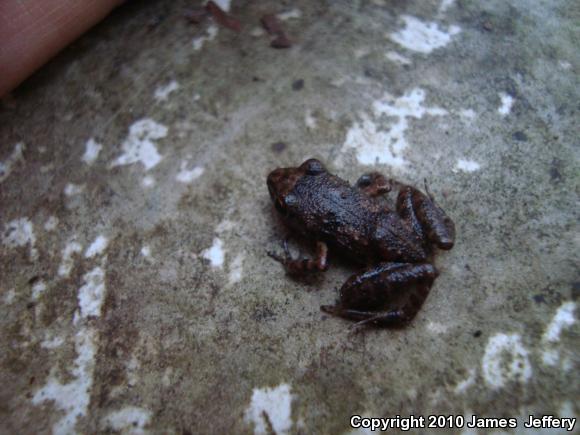 Greenhouse Frog (Eleutherodactylus planirostris)