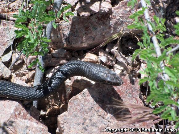 Red Racer (Coluber flagellum piceus)