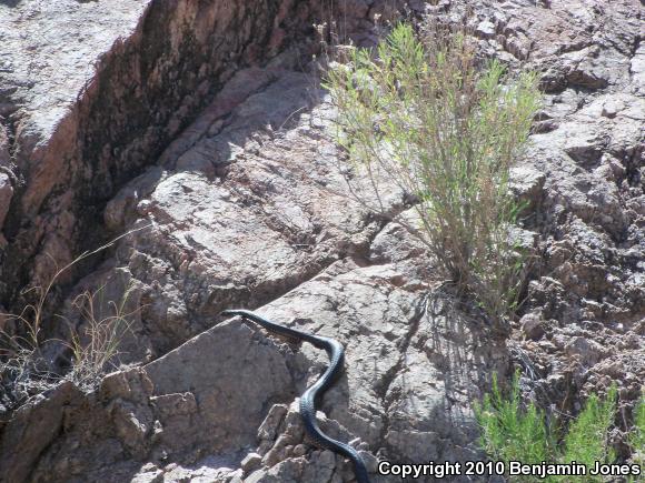 Red Racer (Coluber flagellum piceus)