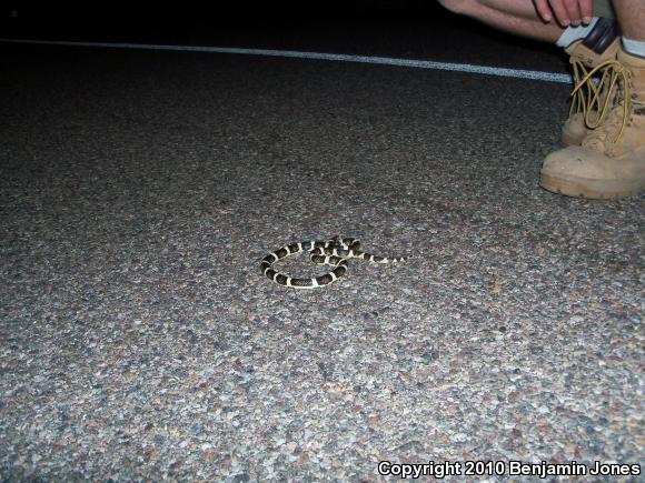 Western Long-nosed Snake (Rhinocheilus lecontei)